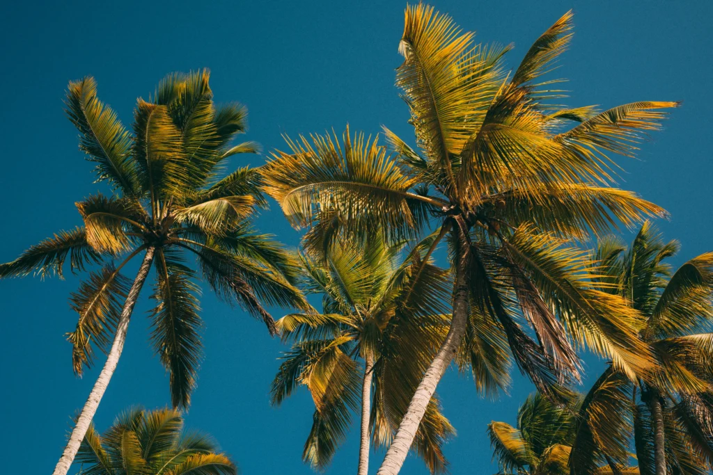 Palm trees and blue sky – travel safety tips Dominican Republic